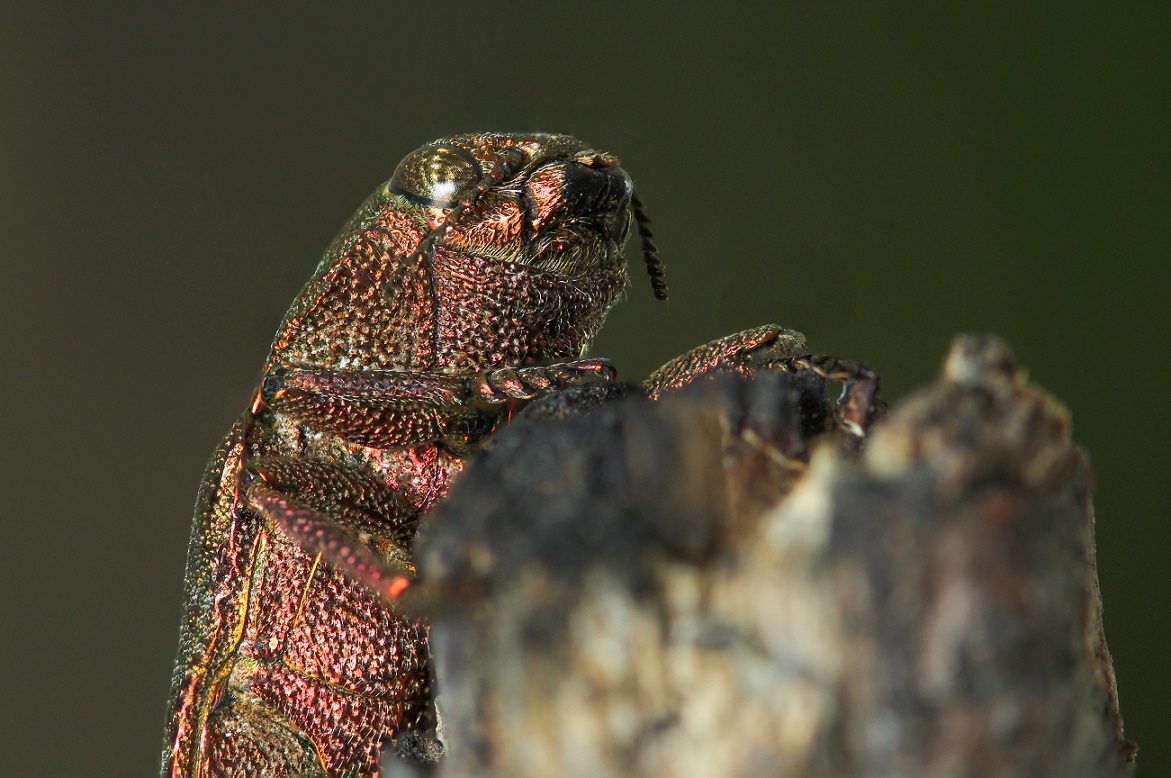 Buprestidae: Dicerca berolinensis